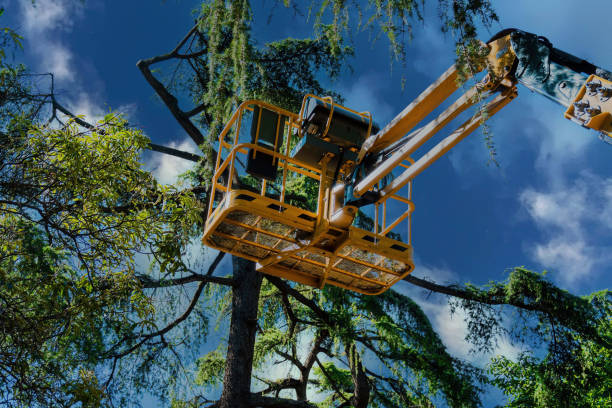 How Our Tree Care Process Works  in Atco, NJ